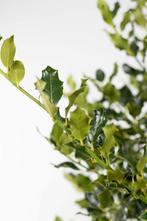 Hulst / Ilex Aquifolium 100-125 cm