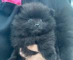 Prachtig, raszuiver pomeranian pomeriaan teefje, ouders aanw, Dieren en Toebehoren, Honden | Chihuahua's en Gezelschapshonden