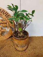 Vijgenboom bonsai (Ficus) - Hoogte (boom): 25 cm - Diepte