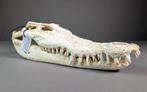 Siamese krokodil Schedel - Crocodylus siamensis (with farm, Nieuw