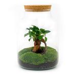 DIY terrarium - Milky met bonsai -  30 cm  - Normal, Huis en Inrichting, Kamerplanten, Verzenden