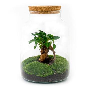 DIY terrarium - Milky met bonsai -  30 cm  - Normal beschikbaar voor biedingen