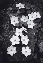 Ansel Adams (1902-1984) - Dogwood Blossoms, Yosemite