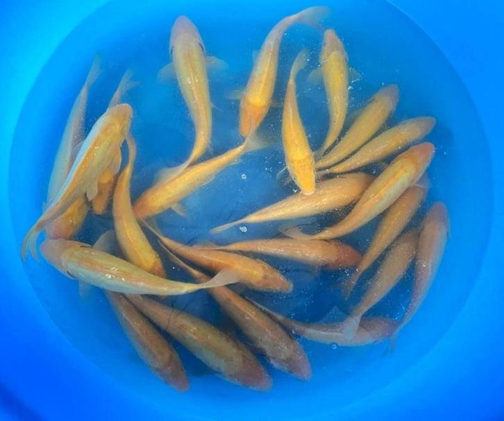 Hirasawa Marusei 27-34cm (Japanse Koi), Dieren en Toebehoren, Vissen | Vijvervissen, Karper of Koi