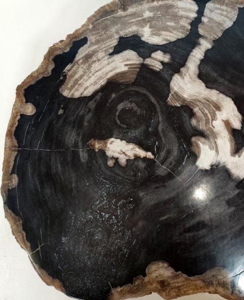 Salontafel - Fossiel hout - plank voor bijzettafel, Verzamelen, Mineralen en Fossielen