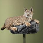 Bobcat Rode Lynx Taxidermie Opgezette Dieren By Max, Verzamelen, Dierenverzamelingen, Ophalen of Verzenden, Nieuw, Wild dier, Opgezet dier