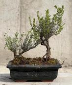 Bonsai Tijm - Hoogte (boom): 17 cm - Diepte (boom): 20 cm -