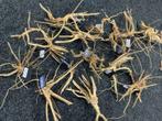 Driftwood, speciaal hout voor het aquarium, fijne vertakking