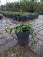 Cotoneaster Dammeri Dwergmispel 2liter pot, Ophalen