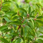 Haagplant- Portugese laurier– Prunus lusitanica ‘Angustifoli, Tuin en Terras, Planten | Bomen, Ophalen of Verzenden