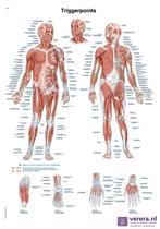 Anatomie poster triggerpoints (Nederlands/Latijn, papier..., Sport en Fitness, Massageproducten, Nieuw