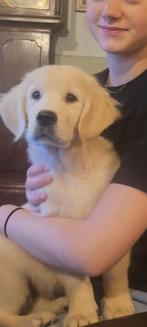 prachtige golden retriever pup, Nederland, 8 tot 15 weken, Meerdere, Meerdere dieren