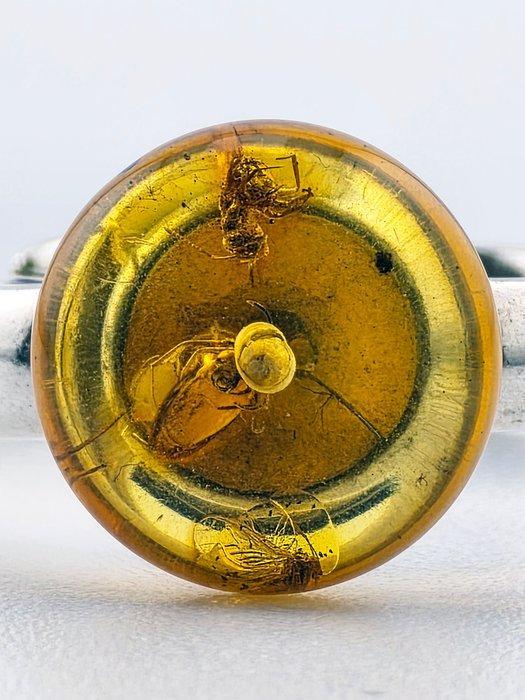 Verzamelbare Baltische barnsteenring – 925 zilver – gevangen, Antiek en Kunst, Curiosa en Brocante