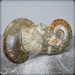 Zeldzame fossielen ammoniet-Mamites Nodosoides met