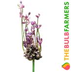 The Bulb Farmers - 120 x Allium Art - paars, Tuin en Terras, Verzenden, Najaar, Volle zon, Bloembol