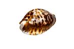 Vriendens Cowrie ###Verzamelobject### Taxidermie, Verzamelen, Nieuw