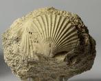Prachtige en decoratieve fossiele schelp - - Gefossiliseerd, Verzamelen