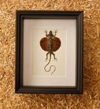 Draakje Taxidermie volledige montage - Drago haematopogon -, Antiek en Kunst