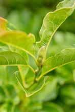 Magnolia kobus leiboom 10/12 180cm stam 150b x 120h