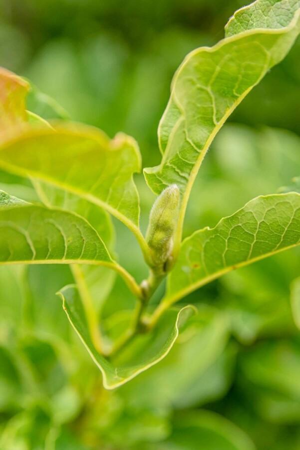 Magnolia kobus leiboom 10/12 180cm stam 150b x 120h, Tuin en Terras, Planten | Tuinplanten