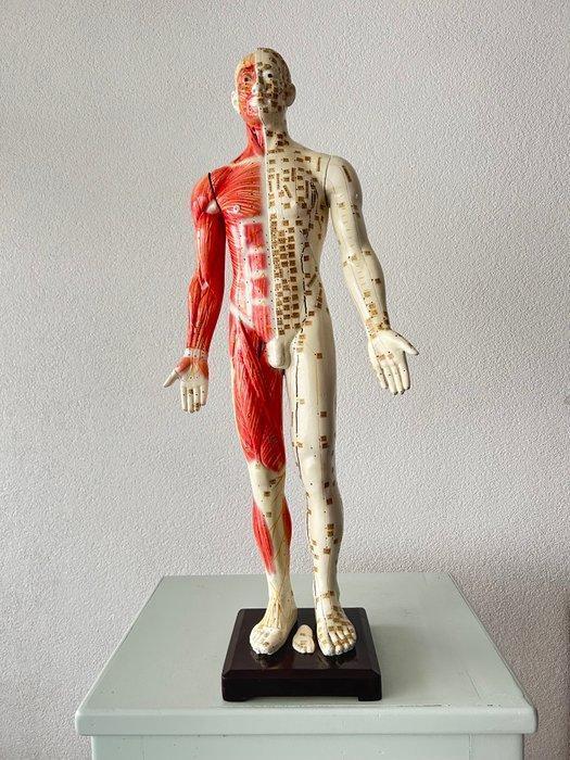Anatomisch model - Composiet - 1950-1960 - Groot, Antiek en Kunst, Curiosa en Brocante