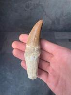 Mosasaurus - Fossiele tand - mosasaurus - 11.1 cm