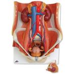 Anatomisch model urinesysteem ST-ATM 97, Diversen, Verpleegmiddelen, Nieuw, Verzenden