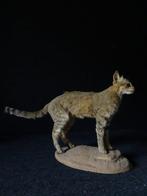 African Wild Cat Taxidermie volledige montage - Felis lybica, Verzamelen, Dierenverzamelingen, Nieuw