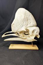 zuidelijke kasuaris Schedel - (Casuarius casuarius) - Museum