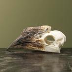 Trompetneushoornvogel V Schedel, Ophalen of Verzenden, Nieuw, Vogel, Opgezet dier