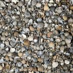 Gardenlux Schelpen 8-16 mm Bigbag 1 m3, Nieuw