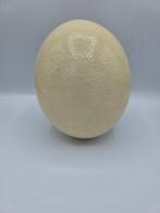 Struisvogel Ei - Struthio camelus - 15 cm - 12 cm - 7 cm, Antiek en Kunst, Curiosa en Brocante