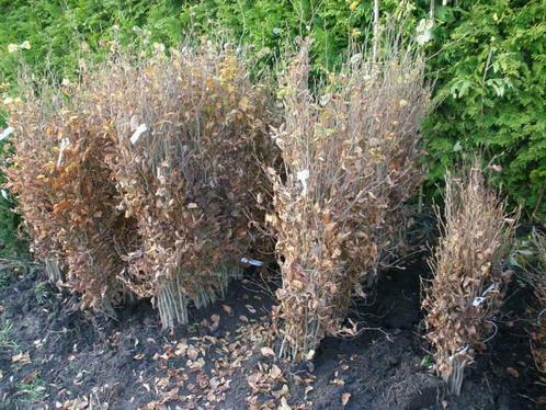 Beuk , Fagus sylvatica ,  haagbeuk  Carpinus, Tuin en Terras, Planten | Bomen, 100 tot 250 cm, Ophalen of Verzenden