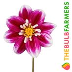 The Bulb Farmers - 12 x Dahlia Impression Fabula - roze me, Voorjaar, Bloembol, Verzenden, Volle zon