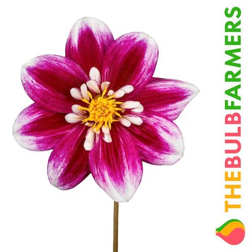 The Bulb Farmers - 12 x Dahlia Impression Fabula - roze me, Tuin en Terras, Bloembollen en Zaden, Bloembol, Voorjaar, Volle zon