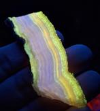 Super zeldzame hokkaidoiet in opaal Fluorescerende - Hoogte: