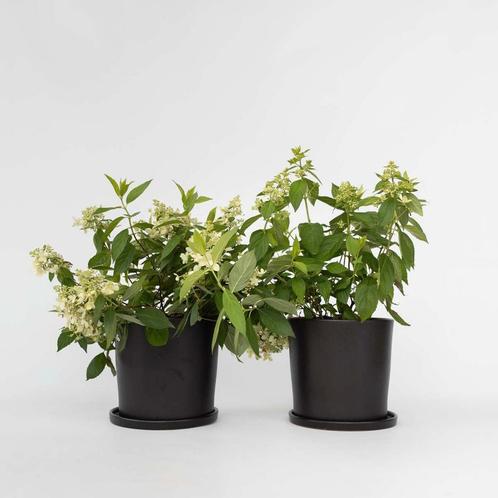 Hydrangea paniculata Confetti - Set van 2 - Hortensia, Tuin en Terras, Planten | Tuinplanten, Verzenden