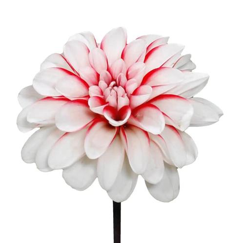 Bloembollen - 14 x Dahlia Pacific Time - rood met wit, Tuin en Terras, Bloembollen en Zaden, Bloembol, Voorjaar, Volle zon, Verzenden