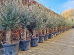 Olea Europaea, olijfboom, olijfbomen, Ophalen, Volle zon, Olijfboom