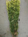 Pak Taxus vers groen