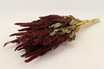 Amaranthus natural Groen Kattenstaart, Ophalen of Verzenden, Nieuw