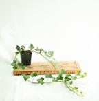 Klimop / Hedera Hibernica ACTIE!!