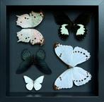 Vlinder Taxidermie volledige montage - Morpho luna / Papilio, Nieuw