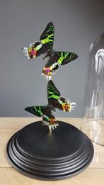 Echte motten onder glazen dome Taxidermie volledige montage, Antiek en Kunst