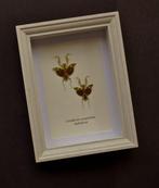 Bidsprinkhaan Taxidermie volledige montage - Creobroter, Antiek en Kunst, Curiosa en Brocante