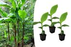 Set van 3 winterharde bananenplantjes (20 - 30 cm), Huis en Inrichting, Kamerplanten