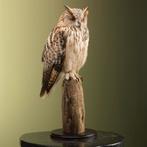 Siberische Oehoe Taxidermie Opgezette Dieren By Max, Verzamelen, Dierenverzamelingen, Ophalen of Verzenden, Nieuw, Vogel, Opgezet dier