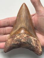 Enorme Megalodon tand 13,0 cm - Fossiele tand - Carcharocles