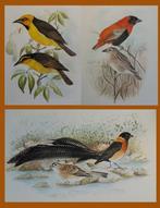 V.G.L. van Someren - Birds of East Africa - 1973