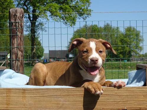Old English Bulldog pups! t Gezonde type. Mogen direct mee!, Dieren en Toebehoren, Honden | Bulldogs, Pinschers en Molossers, Meerdere